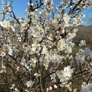 Meet your Posher, Mikayla